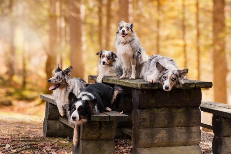 Dogs Family